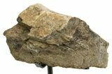 Fossil Sauropod Limb Bone Section with Metal Stand - Colorado #350614-1